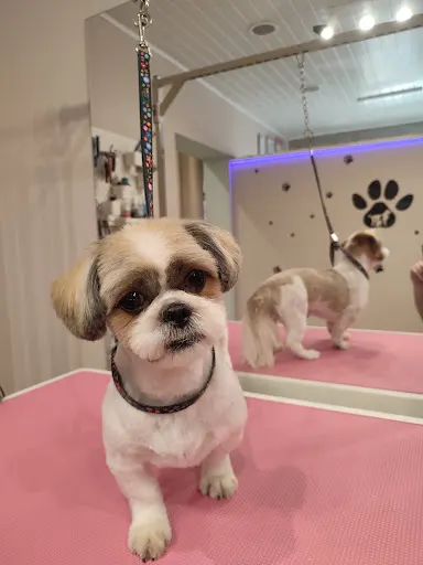 Good Boy- salon groomerski